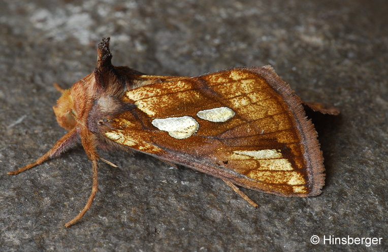 Plusia festucae (LINNAEUS, 1758)
