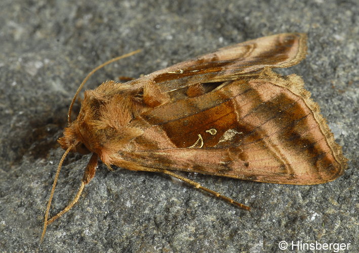 Autographa jota (LINNAEUS, 1758)
