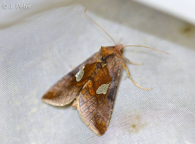 Autographa bractea (DENIS & SCHIFFERMLLER, 1775)