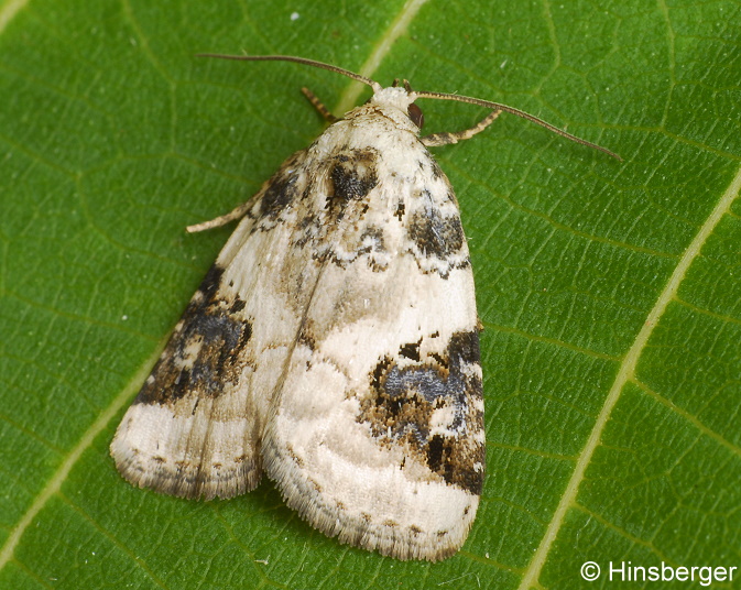 Pseudeustrotia candidula (DENIS & SCHIFFERMLLER, 1775)