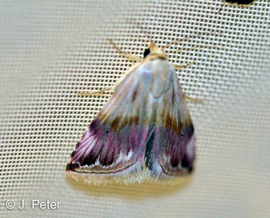 Eublemma ostrina (H�BNER, 1808)