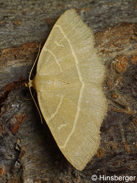 Trisateles emortualis (DENIS & SCHIFFERMLLER, 1775)