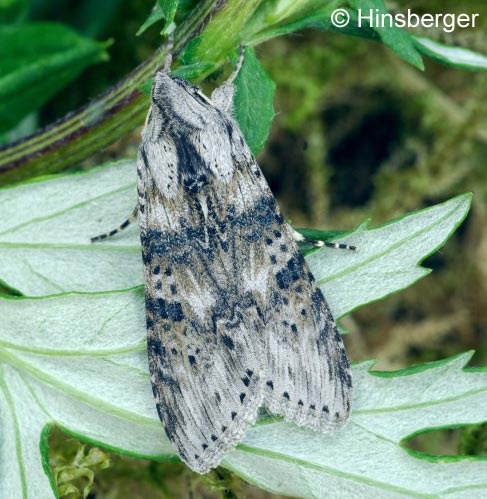 Cucullia absinthii (LINNAEUS, 1761)