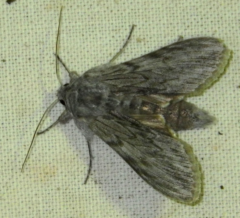 Cucullia lactucae (DENIS & SCHIFFERMLLER, 1775)