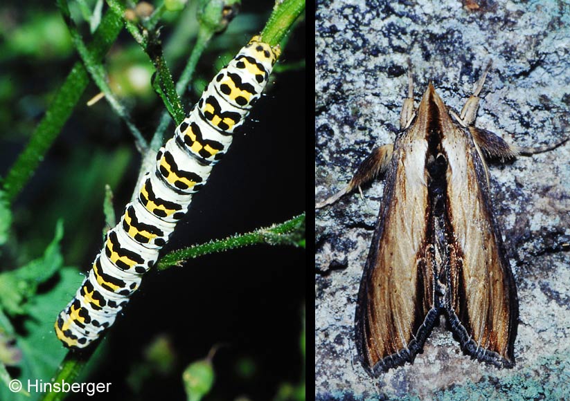 Shargacucullia scrophulariae (DENIS & SCHIFFERMLLER, 1775)