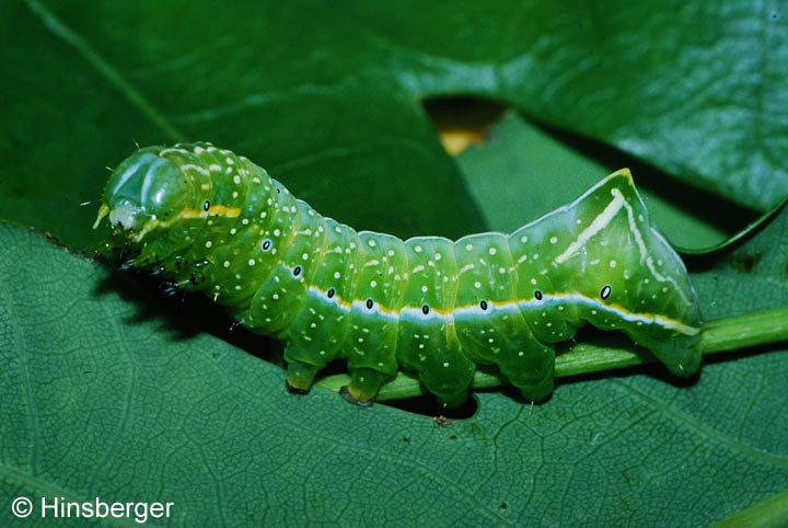 Amphipyra pyramidea (LINNAEUS, 1758)