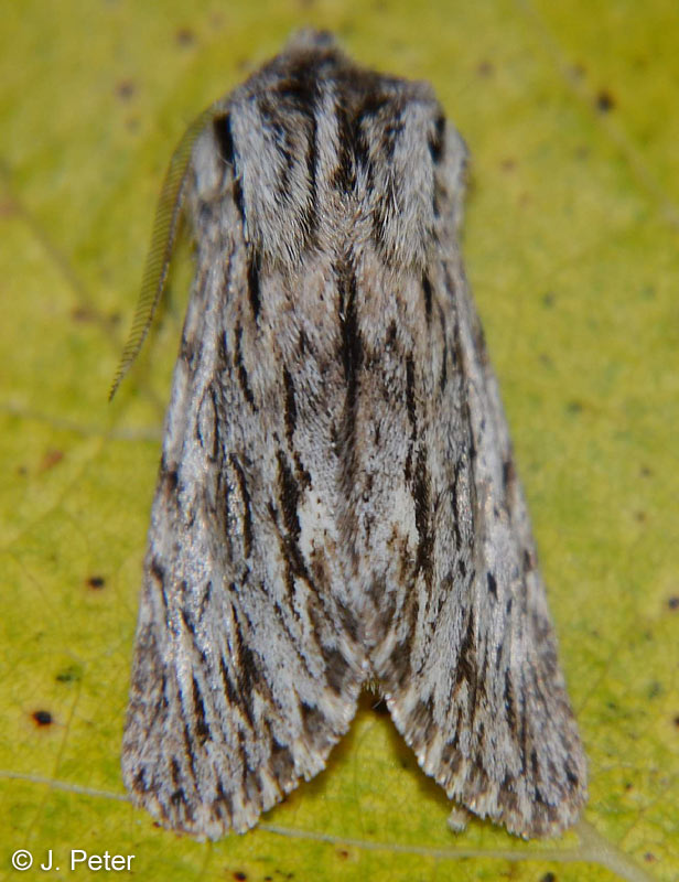 Asteroscopus sphinx (HUFNAGEL, 1766)