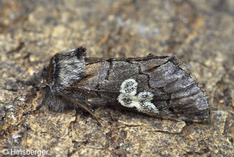 Diloba caeruleocephala (LINNAEUS, 1758)