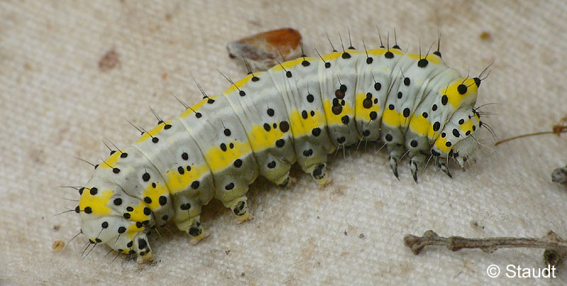 Diloba caeruleocephala (LINNAEUS, 1758)