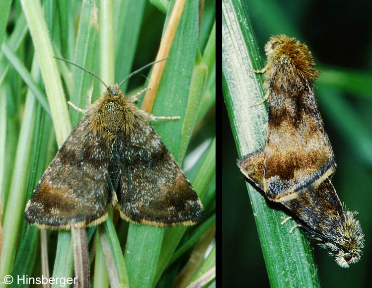 Panemeria tenebrata (SCOPOLI, 1763)