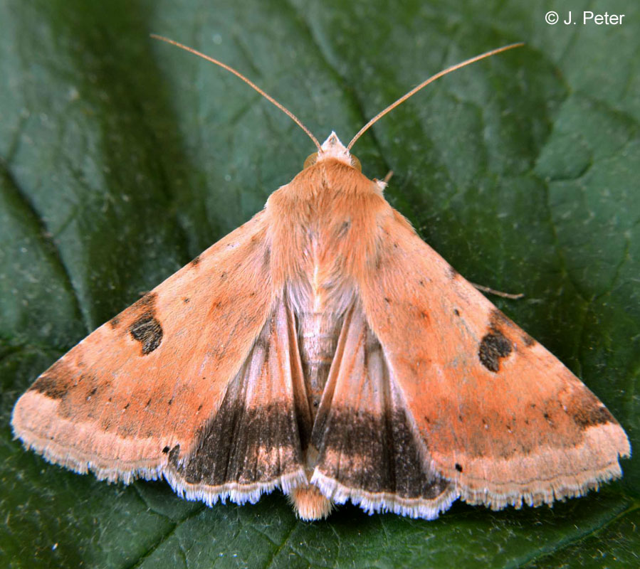 Heliothis peltigera (DENIS & SCHIFFERM�LLER, 1775)