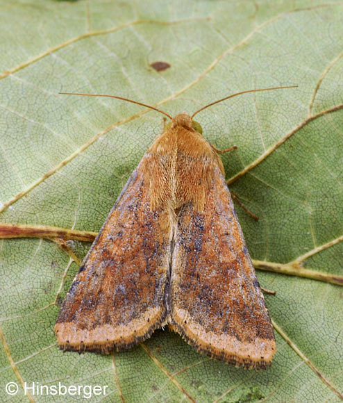 Helicoverpa armigera (HBNER, 1808)