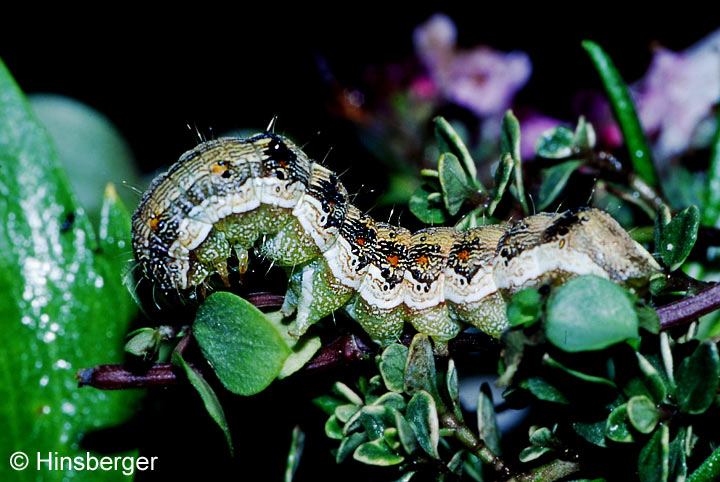 Helicoverpa armigera (HBNER, 1808)