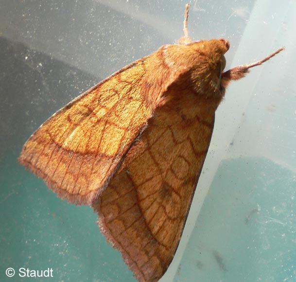 Pyrrhia umbra (HUFNAGEL, 1766)