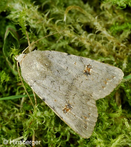 Platyperigea kadenii (FREYER, 1836)