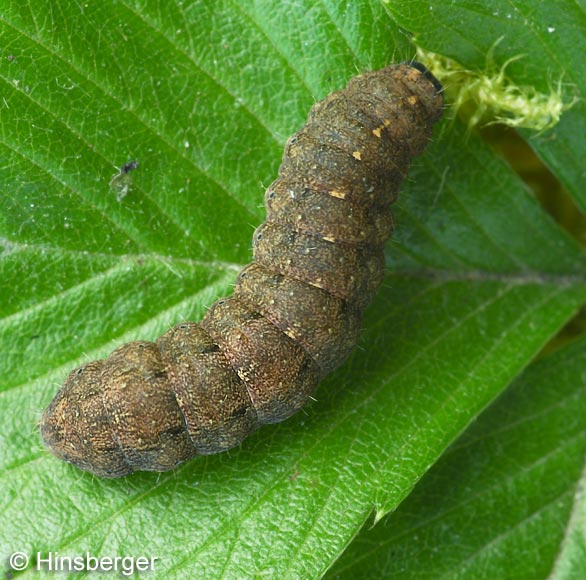 Platyperigea kadenii (FREYER, 1836)