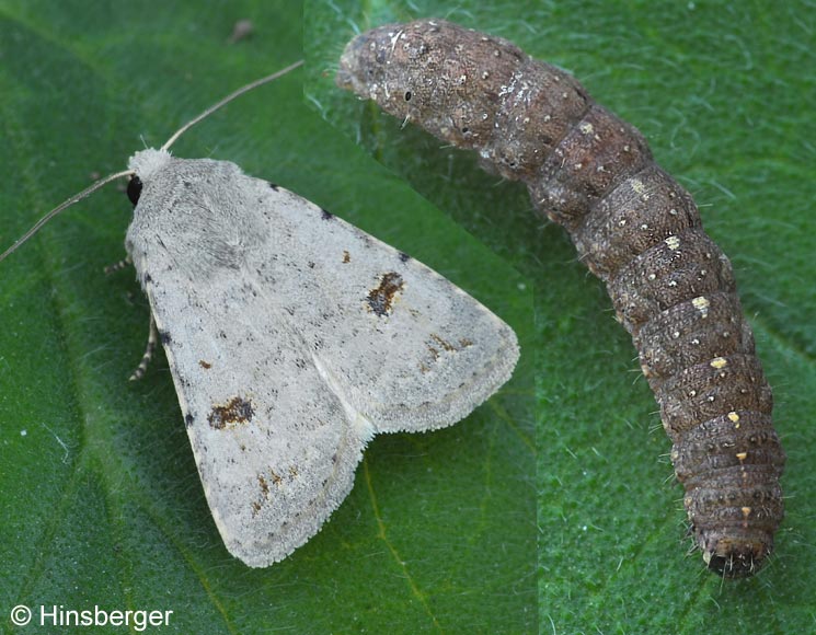 Platyperigea kadenii (FREYER, 1836)