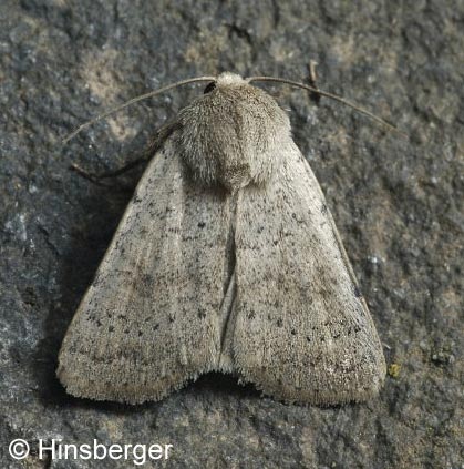 Hoplodrina respersa (DENIS & SCHIFFERMLLER, 1775)