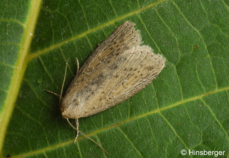 Chilodes maritima (TAUSCHER, 1806)