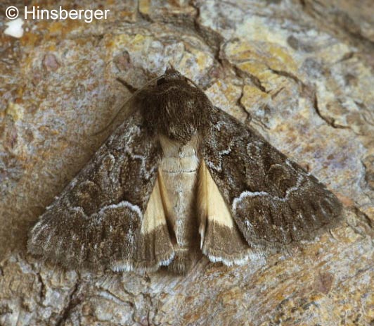 Thalpophila matura (HUFNAGEL, 1766)