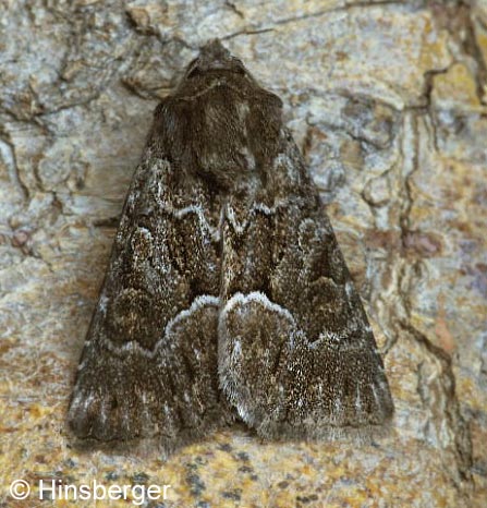 Thalpophila matura (HUFNAGEL, 1766)