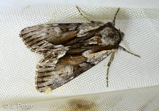 Hyppa rectilinea (ESPER, 1788)