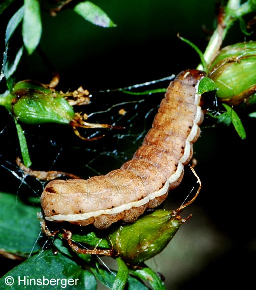 Actinotia polyodon (CLERCK, 1759)