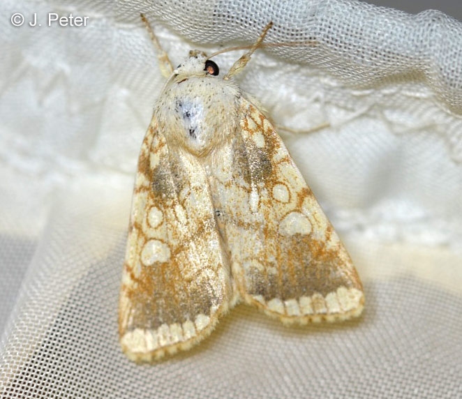 Dicycla oo (LINNAEUS, 1758)