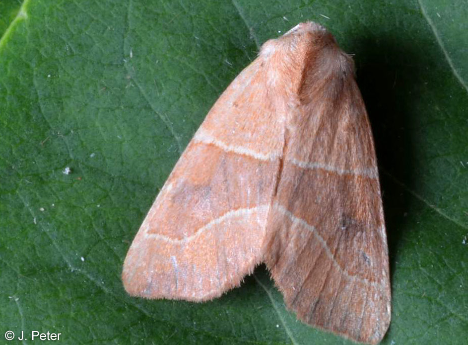 Atethmia centrago (HAWORTH, 1809)