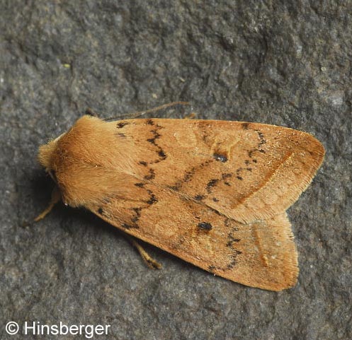Agrochola macilenta (HBNER, 1809)