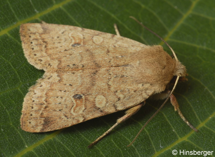 Agrochola laevis (HBNER, 1803)