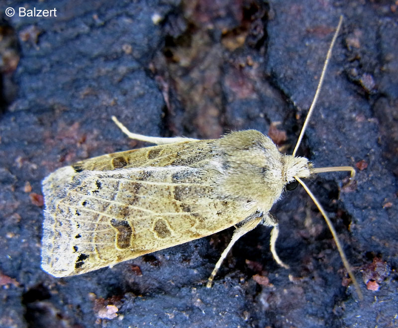 Omphaloscelis lunosa (HAWORTH, 1809)