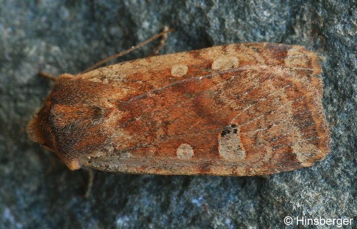 Conistra erythrocephala (DENIS & SCHIFFERMLLER, 1775)