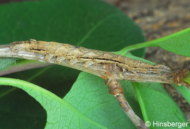 Xylocampa areola (ESPER, 1789)