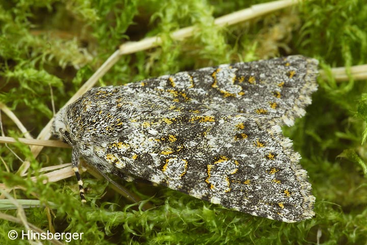 Polymixis xanthomista (HBNER, 1819)
