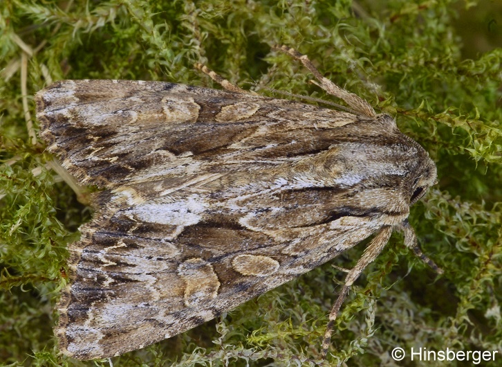 Apamea monoglypha (HUFNAGEL, 1766)
