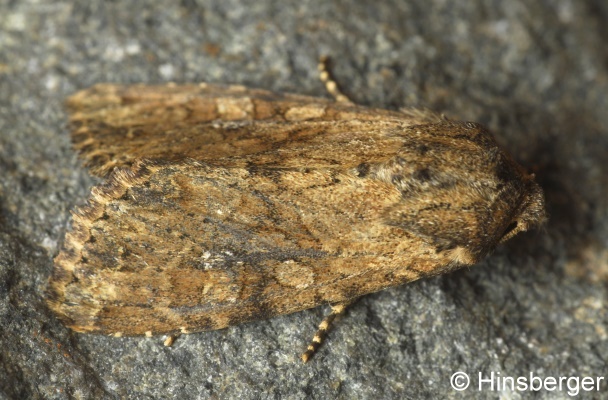Apamea crenata (HUFNAGEL, 1766)
