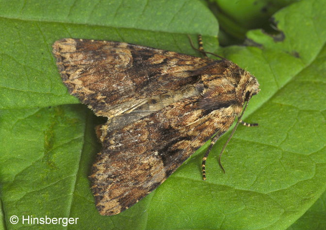 Apamea epomidion (HAWORTH, 1809)