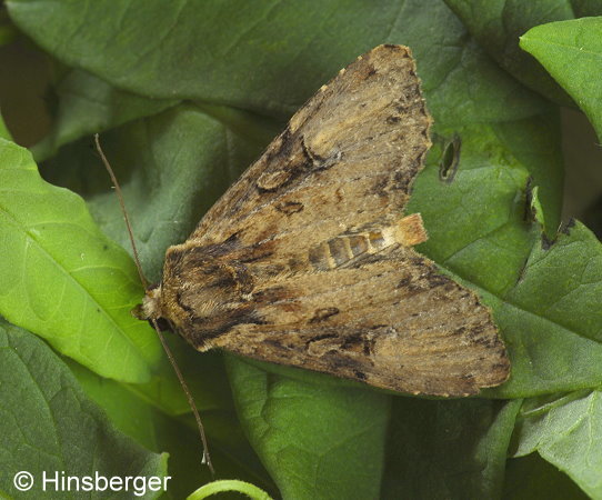 Apamea epomidion (HAWORTH, 1809)