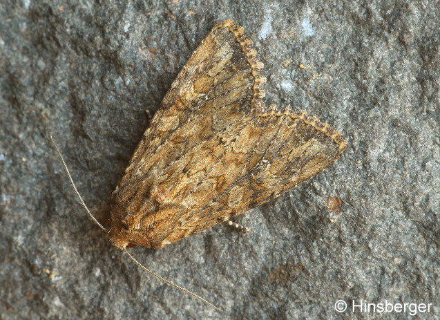 Apamea anceps (DENIS & SCHIFFERMLLER, 1775)