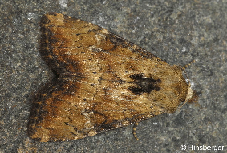 Apamea scolopacina (ESPER, 1788)