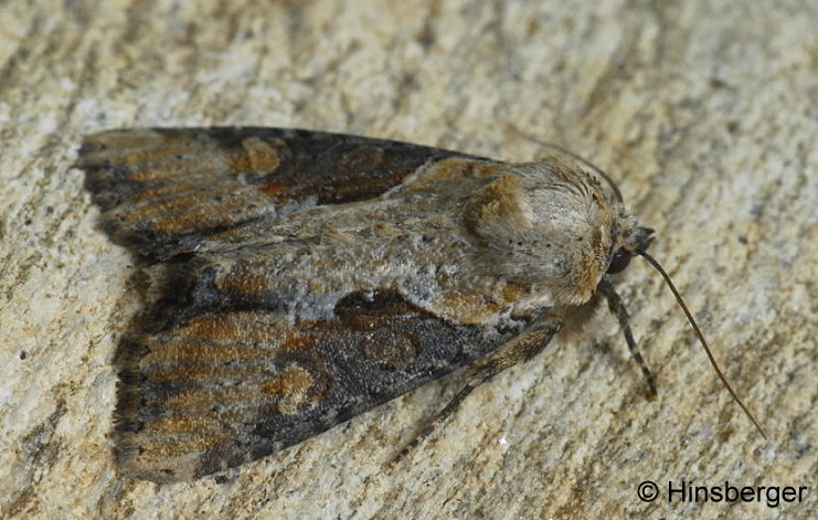 Apamea ophiogramma (ESPER, 1794)