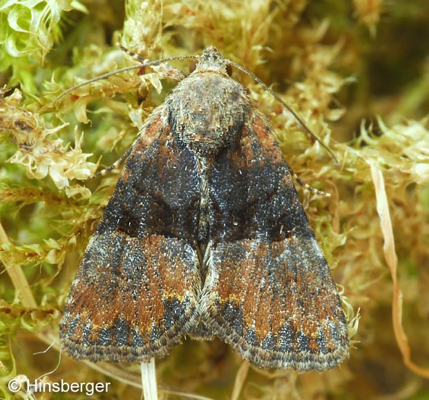 Mesoligia furuncula (DENIS & SCHIFFERMLLER, 1775)