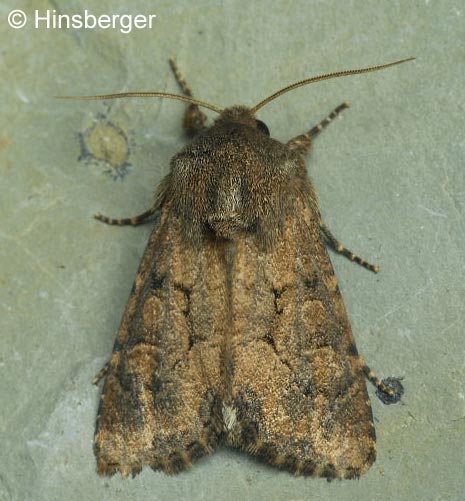 Luperina testacea (DENIS & SCHIFFERMLLER, 1775)