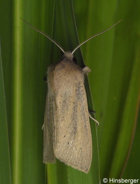 Rhizedra lutosa (HBNER, 1803)