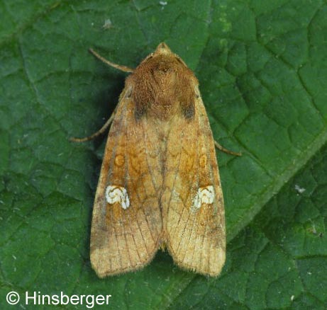 Amphipoea oculea (LINNAEUS, 1761)