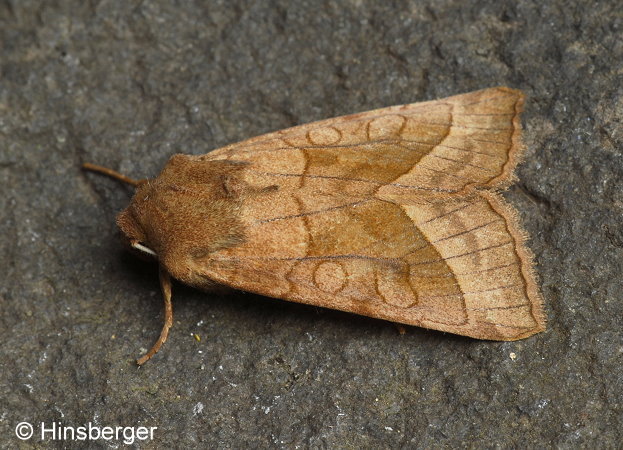 Hydraecia micacea (ESPER, 1789)
