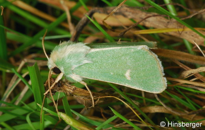 Calamia tridens (HUFNAGEL, 1766)