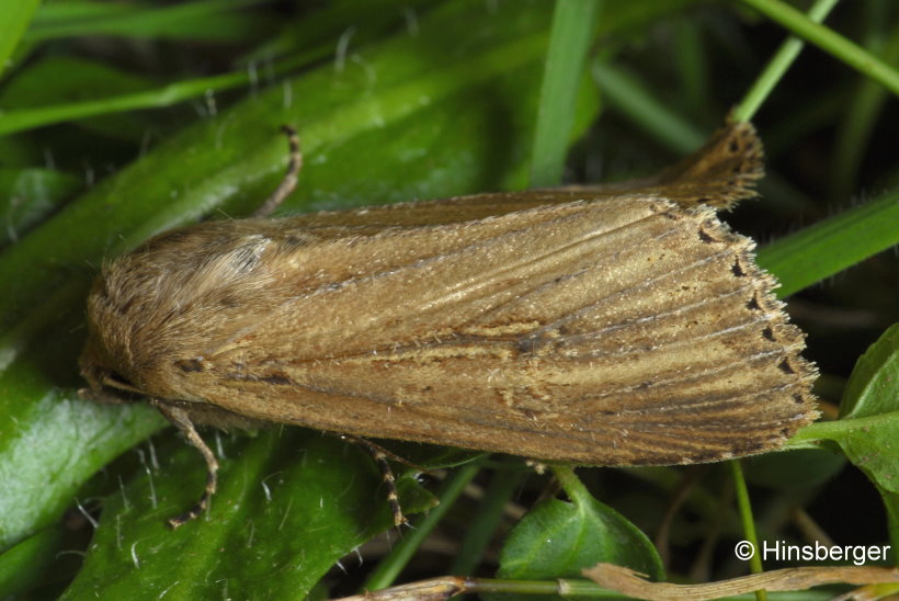 Nonagria typhae (THUNBERG, 1784)