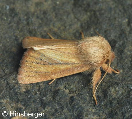 Chortodes pygmina (HAWORTH, 1809)